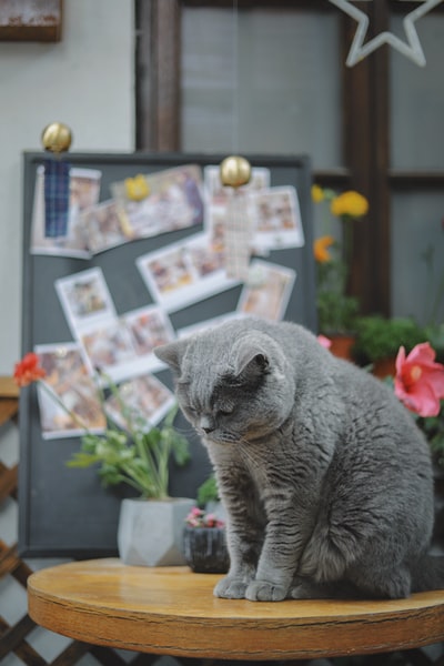 短发灰色猫在圆的棕色木桌上

